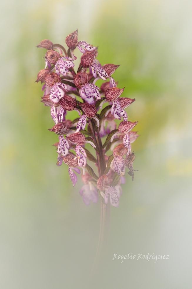 Imagen 37 de la galería de Orquideas